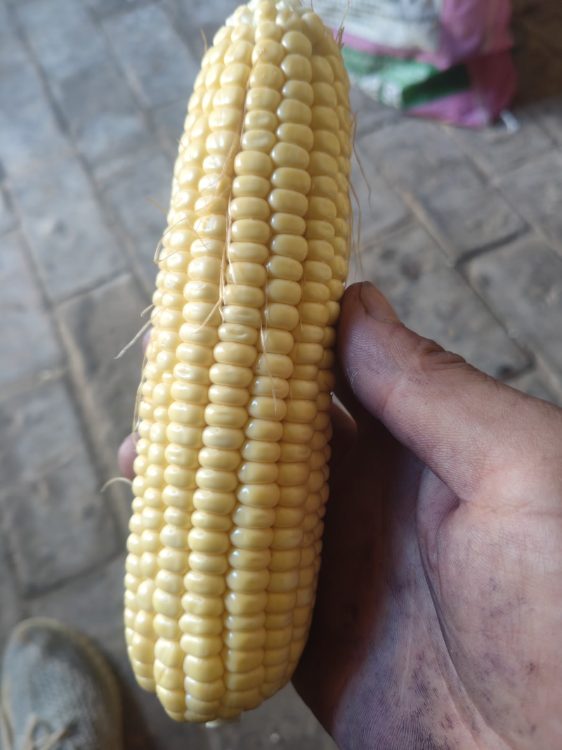 黄糯玉米