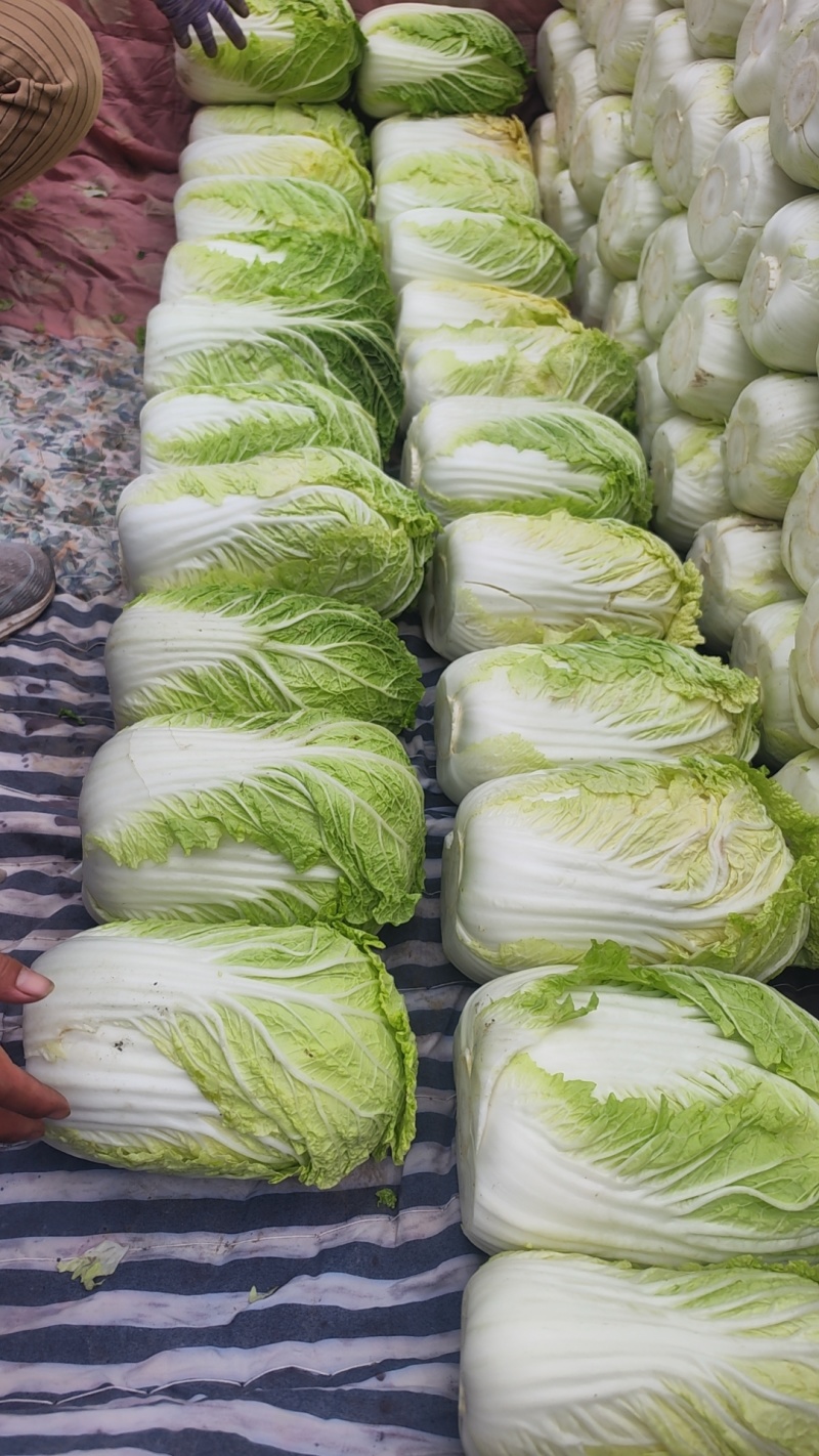 大白菜