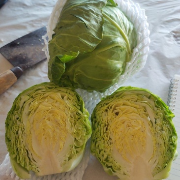 甘蓝