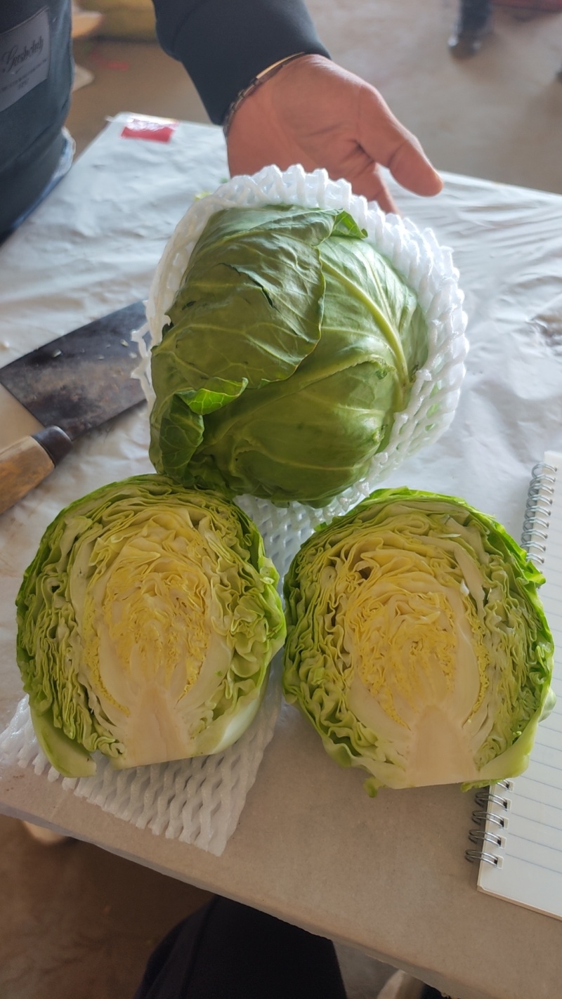 甘蓝