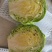 甘蓝