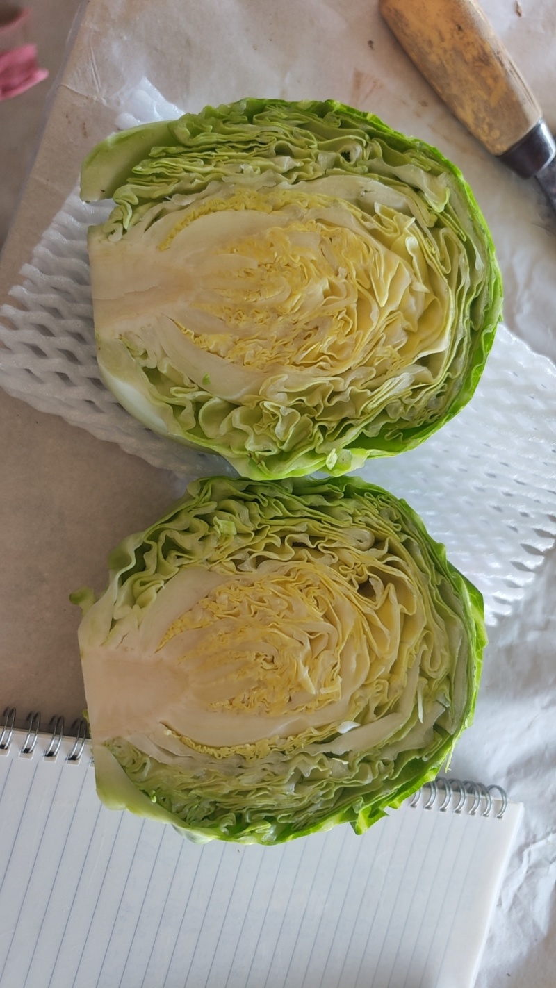 甘蓝