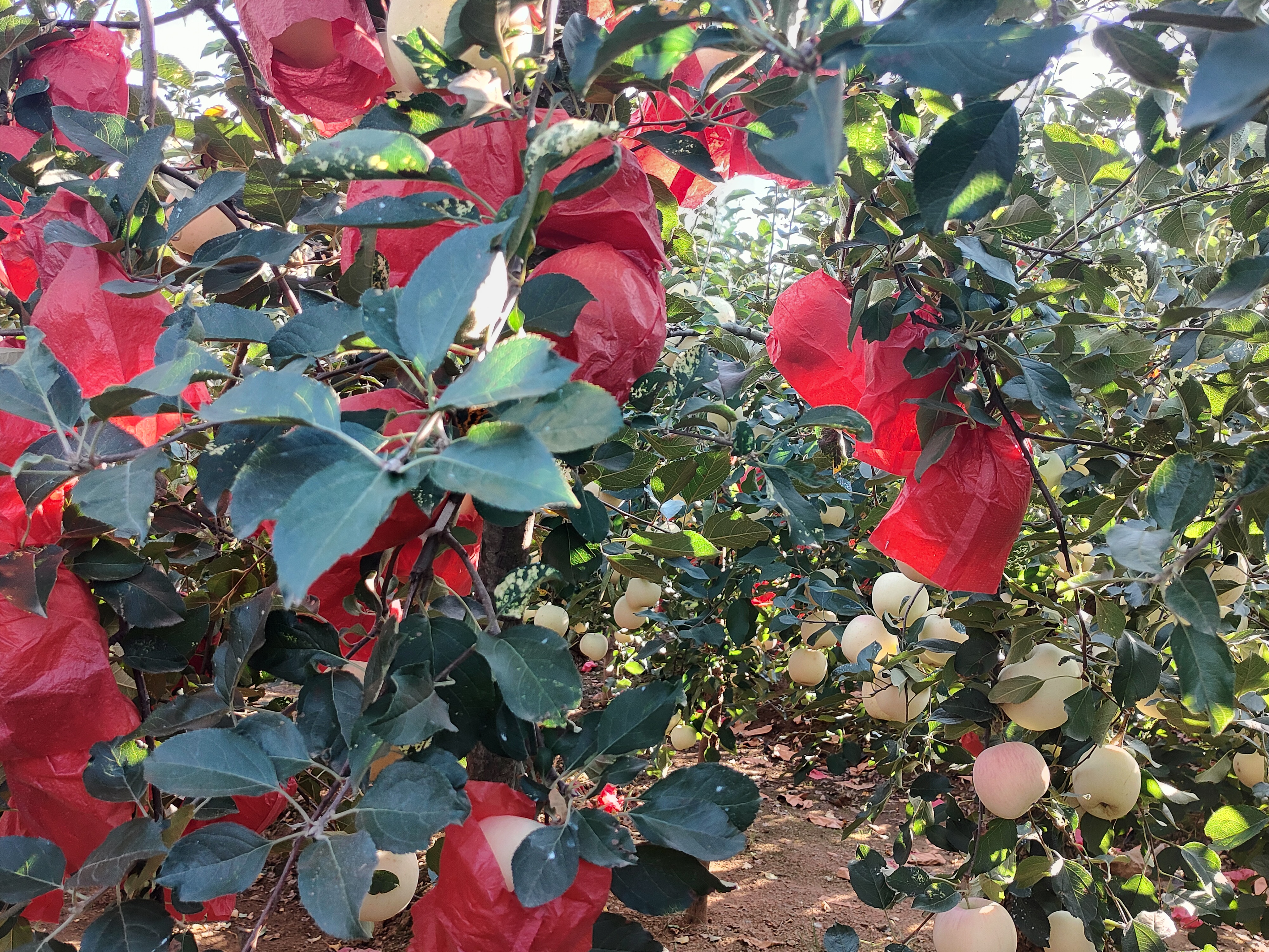 展示黄金富士苹果在标准化果园中生长的场景,果农正在进行疏果或采摘作业 黄金富士苹果果园种植场景