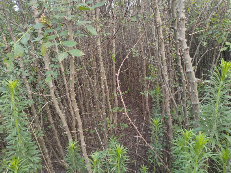 大红袍花椒树苗全网供应优质花椒树苗农场一手货源