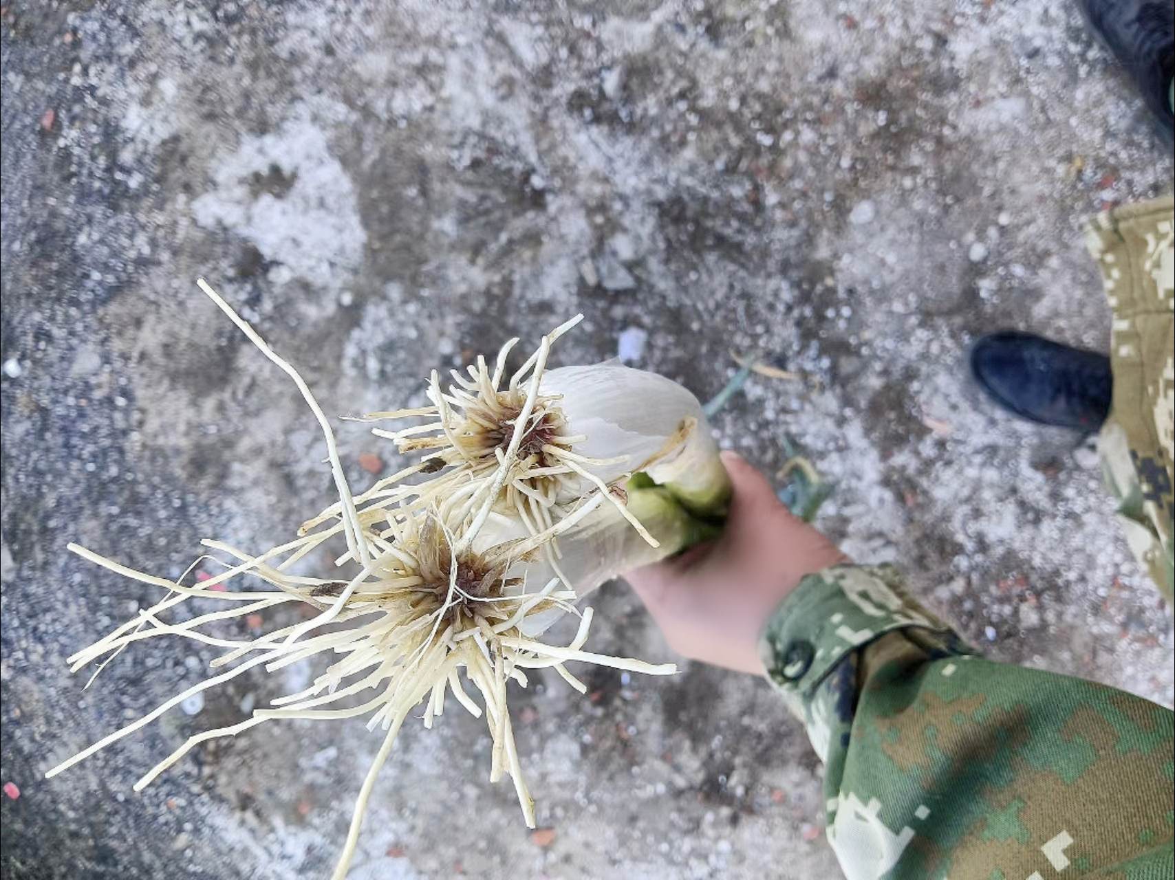 显微摄影下的京葱与普通大葱横切面结构对比图:左侧为京葱,维管束排列紧密,薄壁细胞大而多汁;右侧为普通大葱,维管束较松散,纤维含量略高;背景为实验室环境,配有标尺和放大倍数标注 京葱与普通大葱横切面对比图