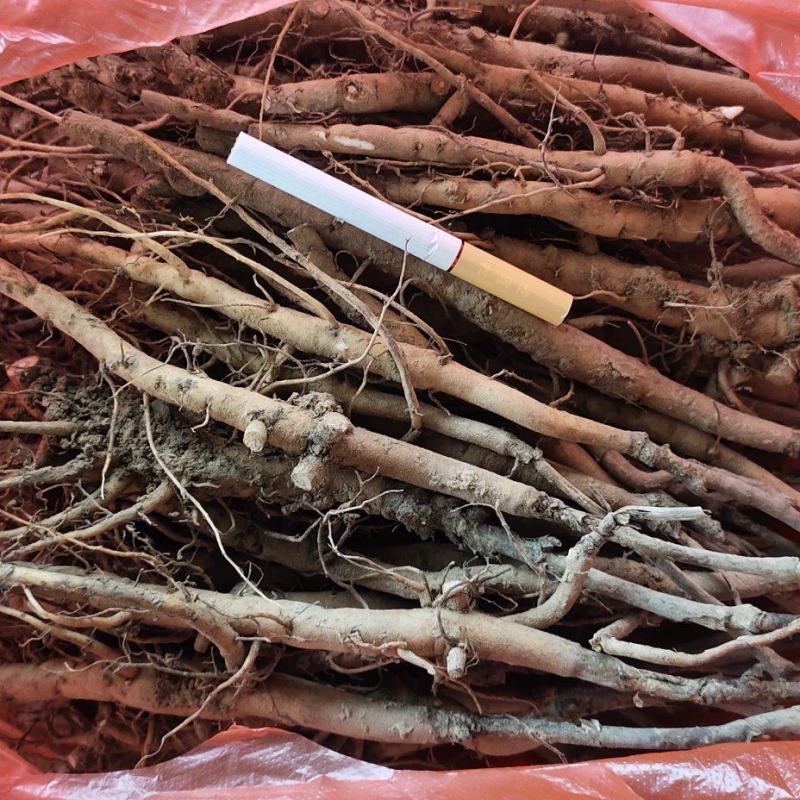 亳州牡丹苗基地批发，批发零售，大量供应，量大从优