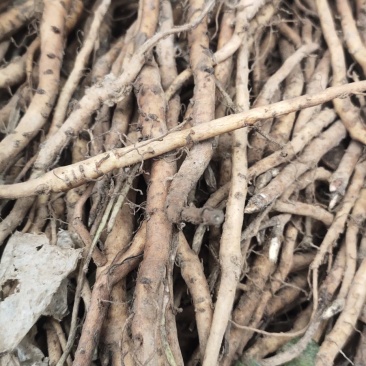 亳州牡丹苗基地批发，批发零售，大量供应，量大从优