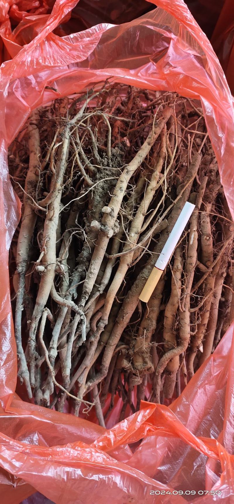 亳州牡丹苗基地批发，批发零售，大量供应，量大从优