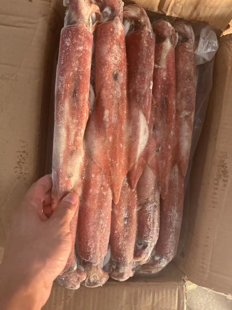 灯光鱿鱼船钓鱿鱼船冻价格好谈可发全国