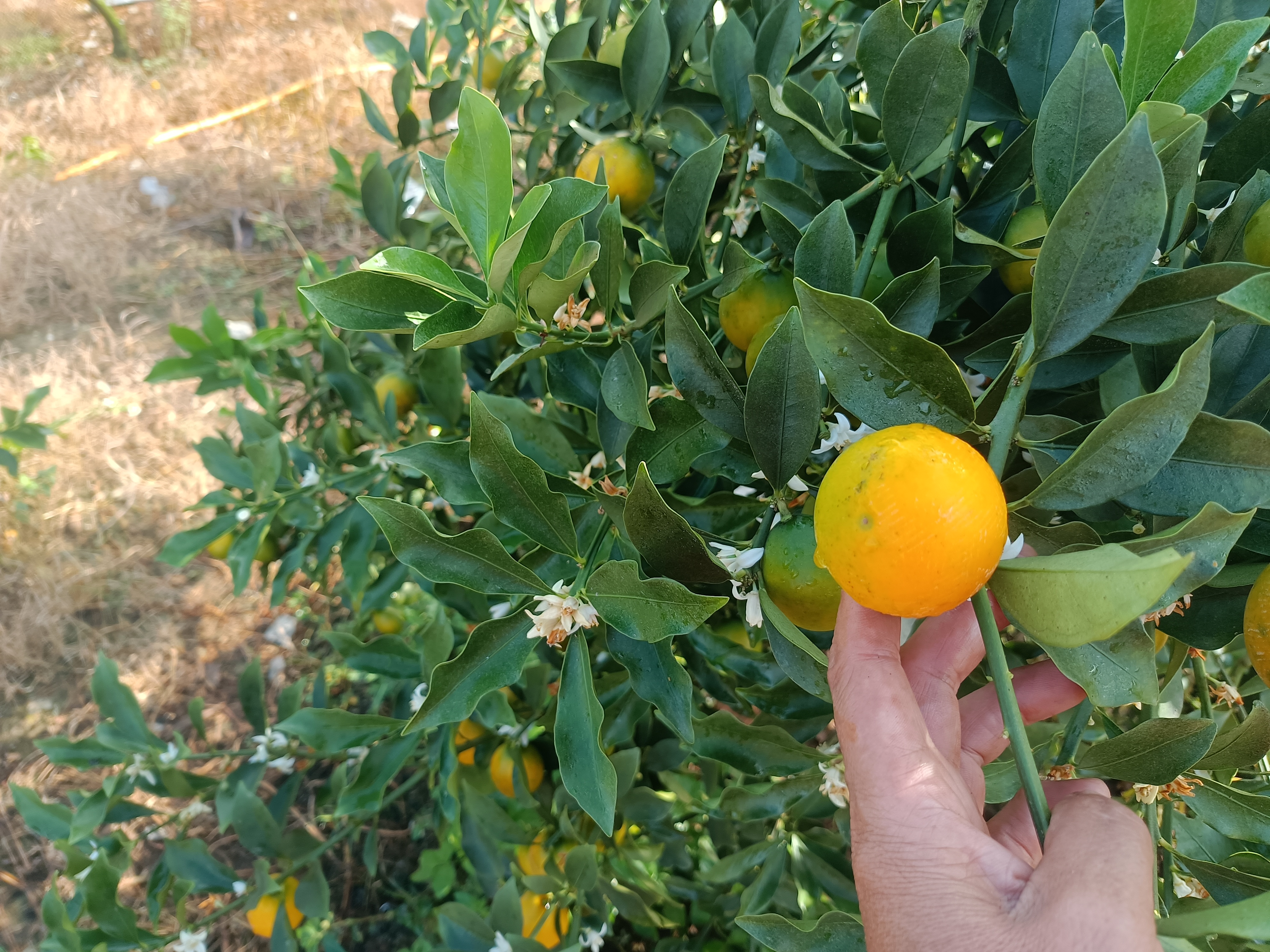 成熟脆蜜金桔特写