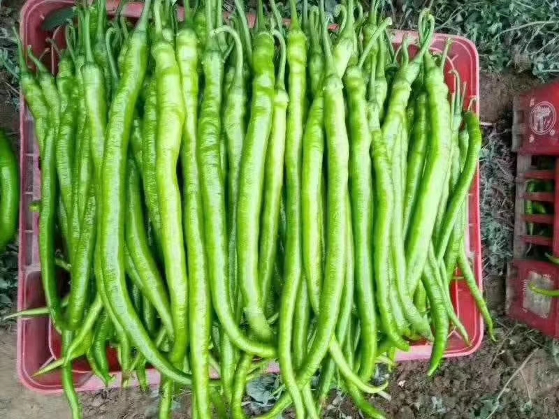 线椒炒苦瓜烹饪过程图