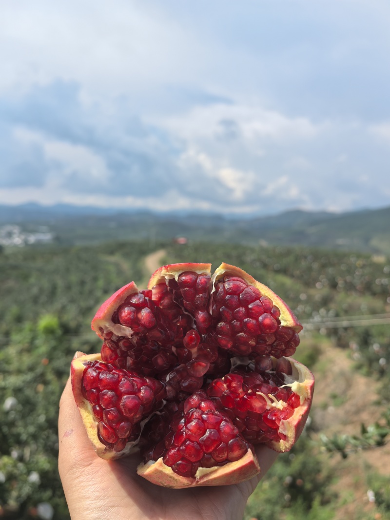 《软籽石榴》大凉山会理石榴/大量现货/全国发货/欢迎来电