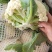 菜花有机松花菜安徽产区散花小米粒花菜代收代发全国
