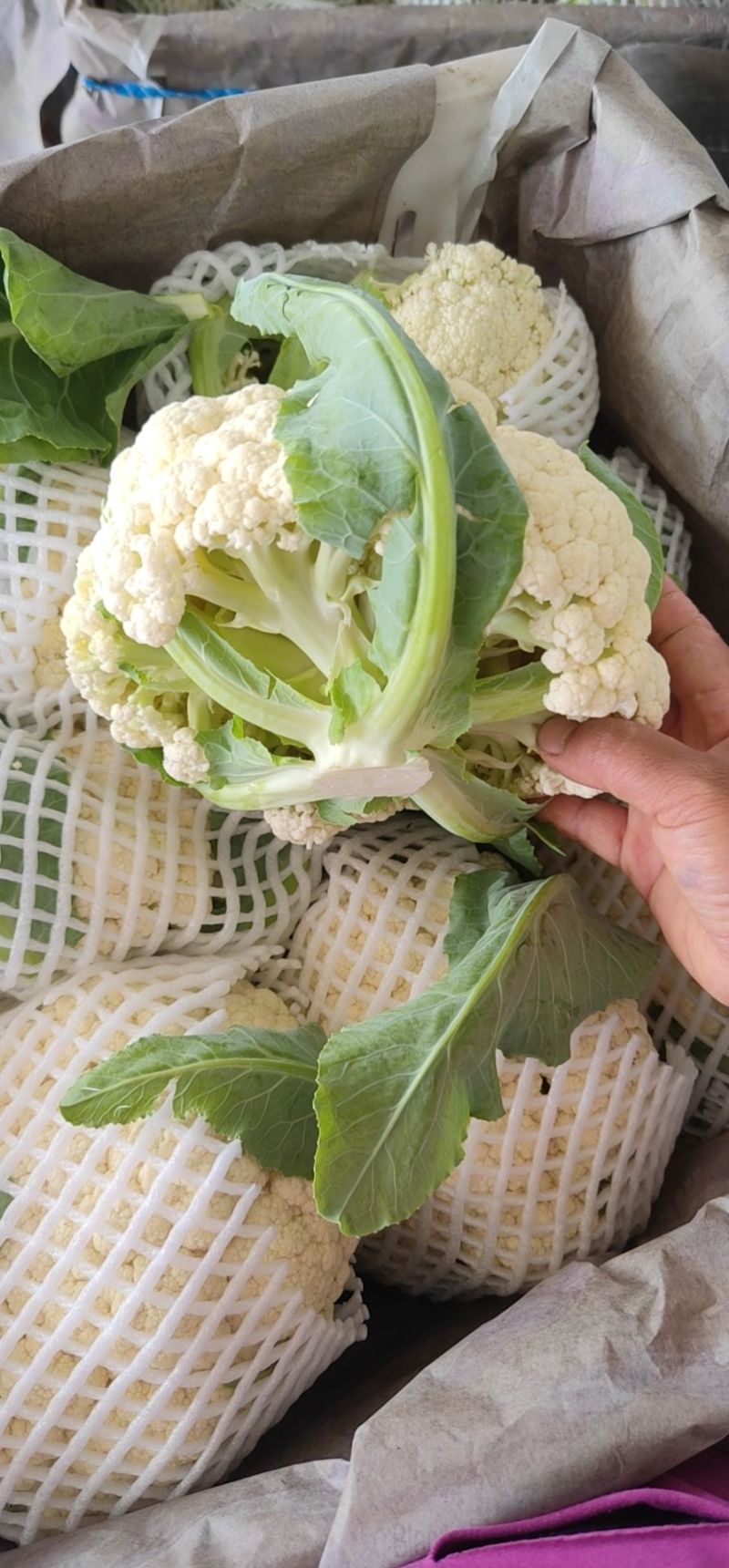 菜花有机松花菜安徽产区散花小米粒花菜代收代发全国