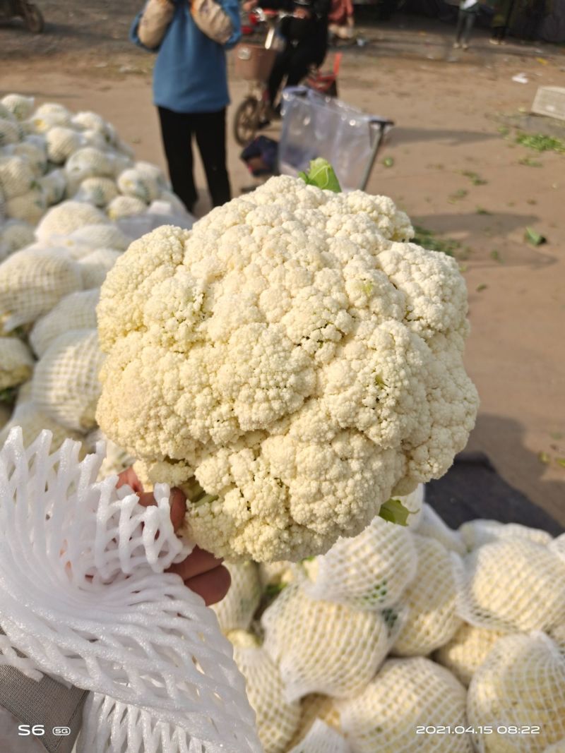 菜花有机松花菜安徽产区散花小米粒花菜代收代发全国