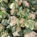 菜花有机松花菜安徽产区散花小米粒花菜代收代发全国
