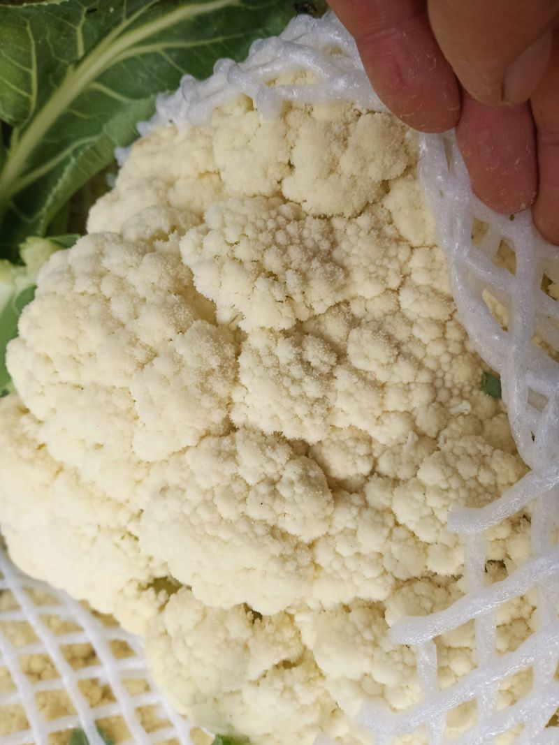 菜花有机松花菜安徽产区散花小米粒花菜代收代发全国