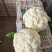 菜花有机松花菜安徽产区散花小米粒花菜代收代发全国