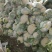 菜花有机松花菜安徽产区散花小米粒花菜代收代发全国