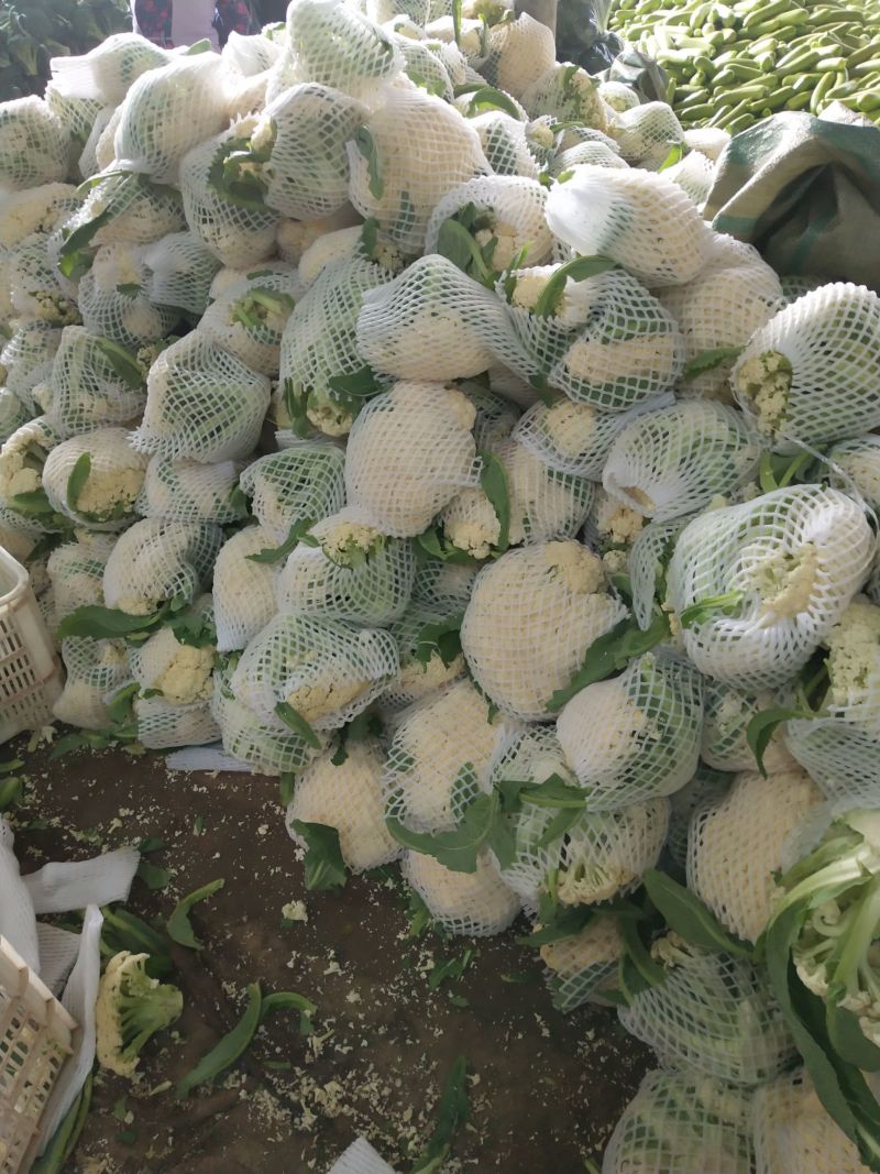 菜花有机松花菜安徽产区散花小米粒花菜代收代发全国