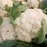菜花有机松花菜安徽产区散花小米粒花菜代收代发全国