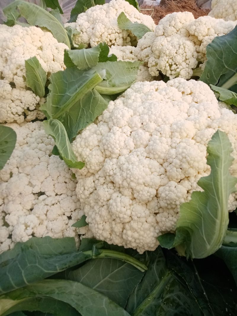 菜花有机松花菜安徽产区散花小米粒花菜代收代发全国
