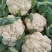 菜花有机松花菜安徽产区散花小米粒花菜代收代发全国