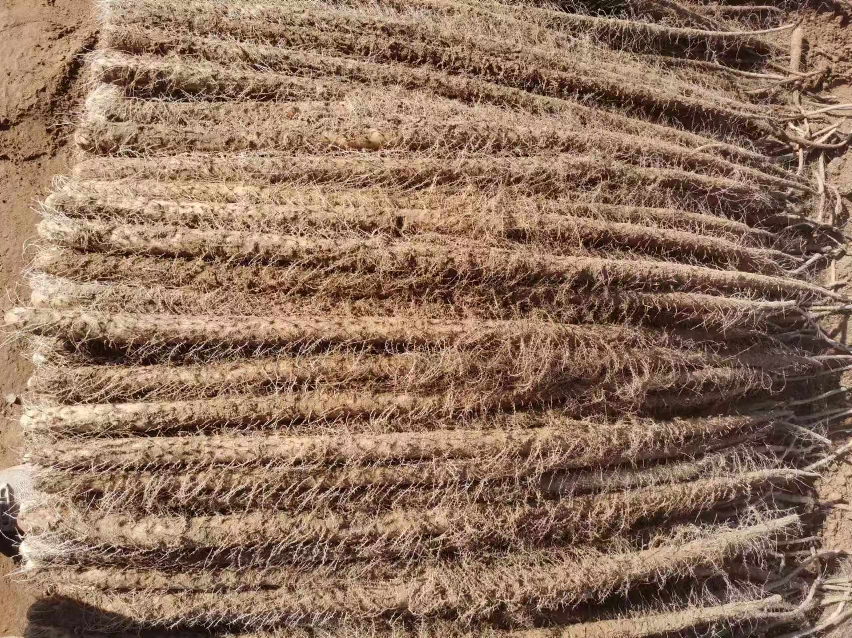 农民手工采挖垆土铁棍山药过程