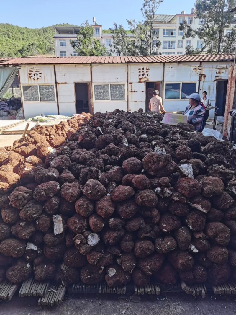 云南鲜茯苓个子大小都有量大从优欢迎来电咨询