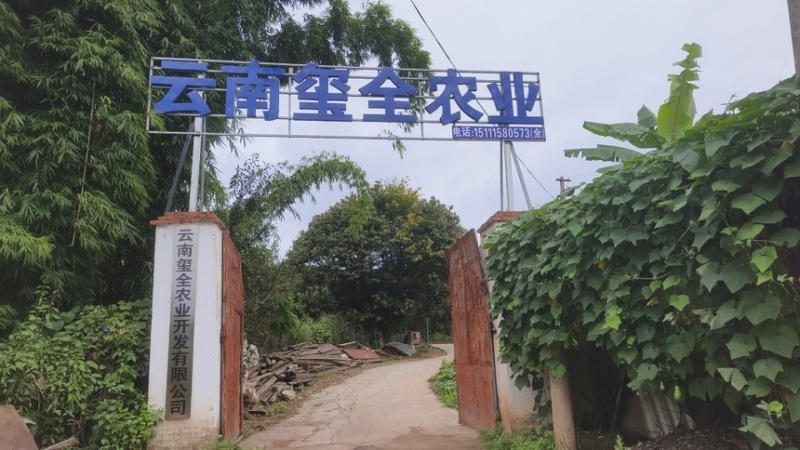 云南鲜茯苓个子大小都有量大从优欢迎来电咨询