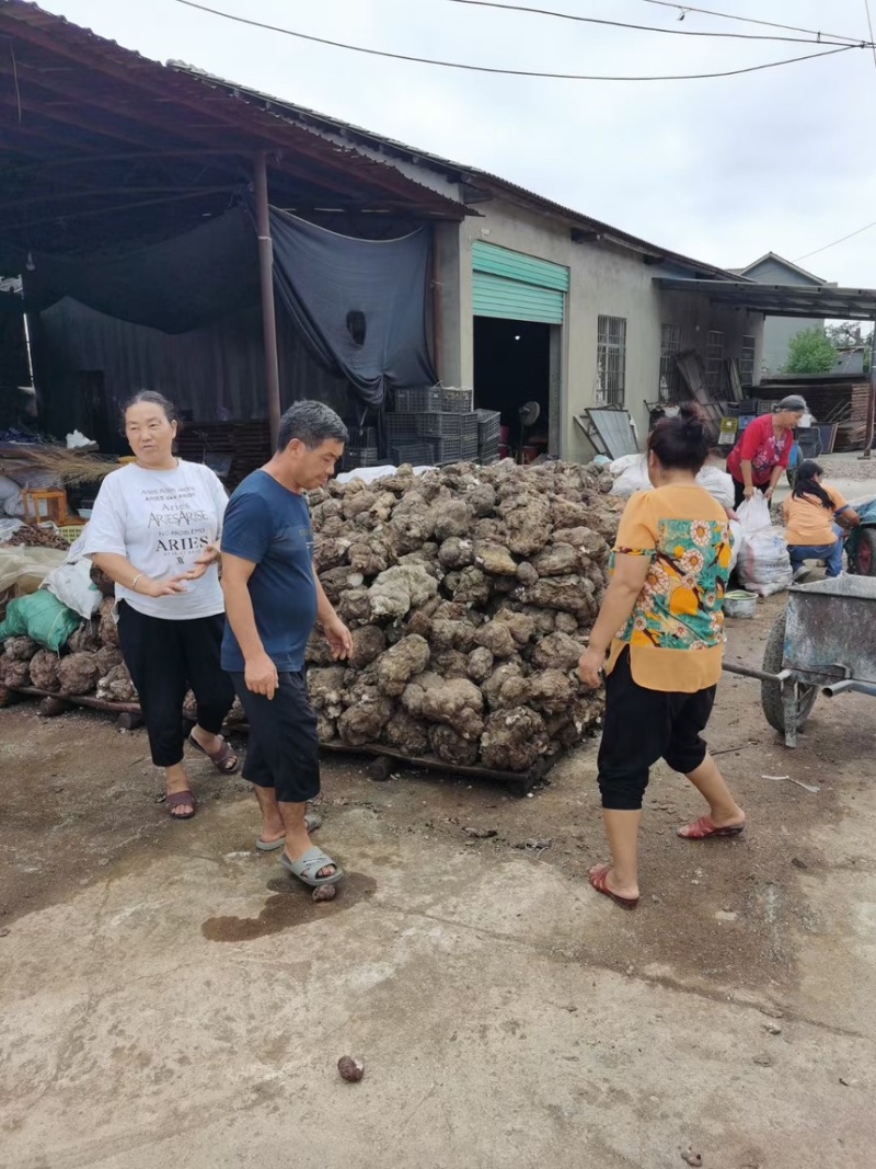 云南鲜茯苓个子大小都有量大从优欢迎来电咨询