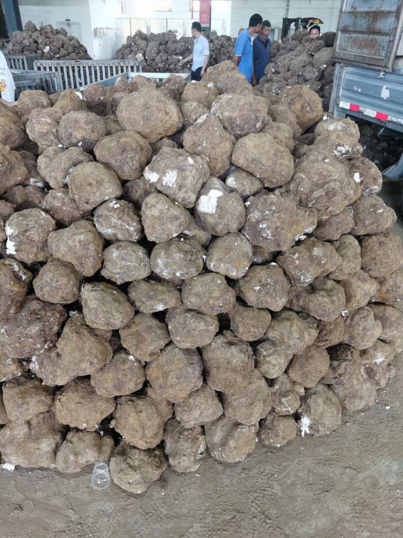 云南鲜茯苓个子大小都有量大从优欢迎来电咨询