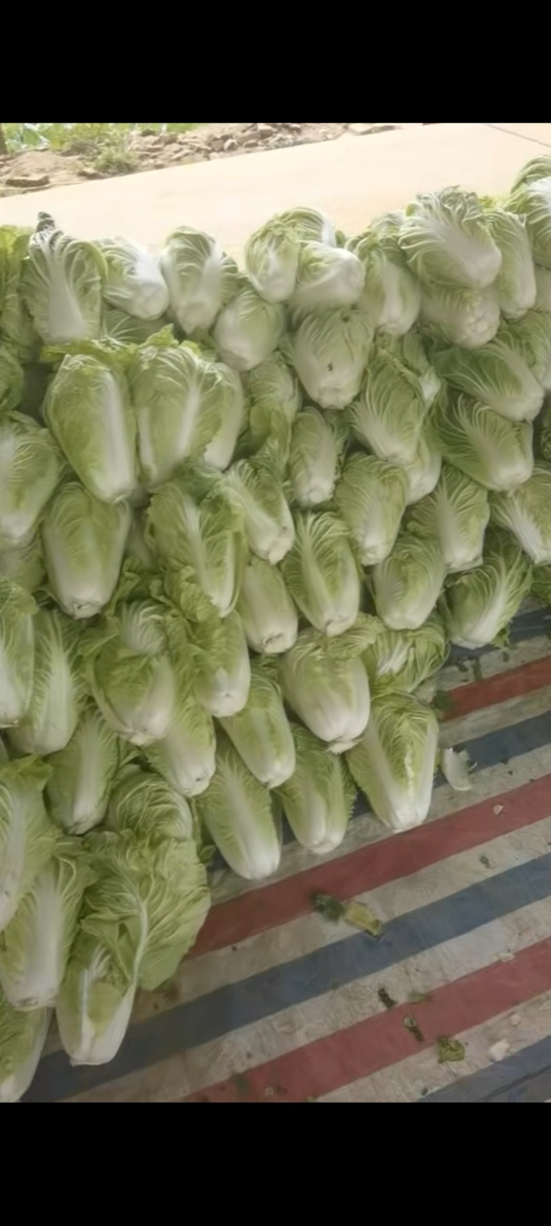 开封精品白菜，大量供应，市场，电商各种规格，欢迎来电