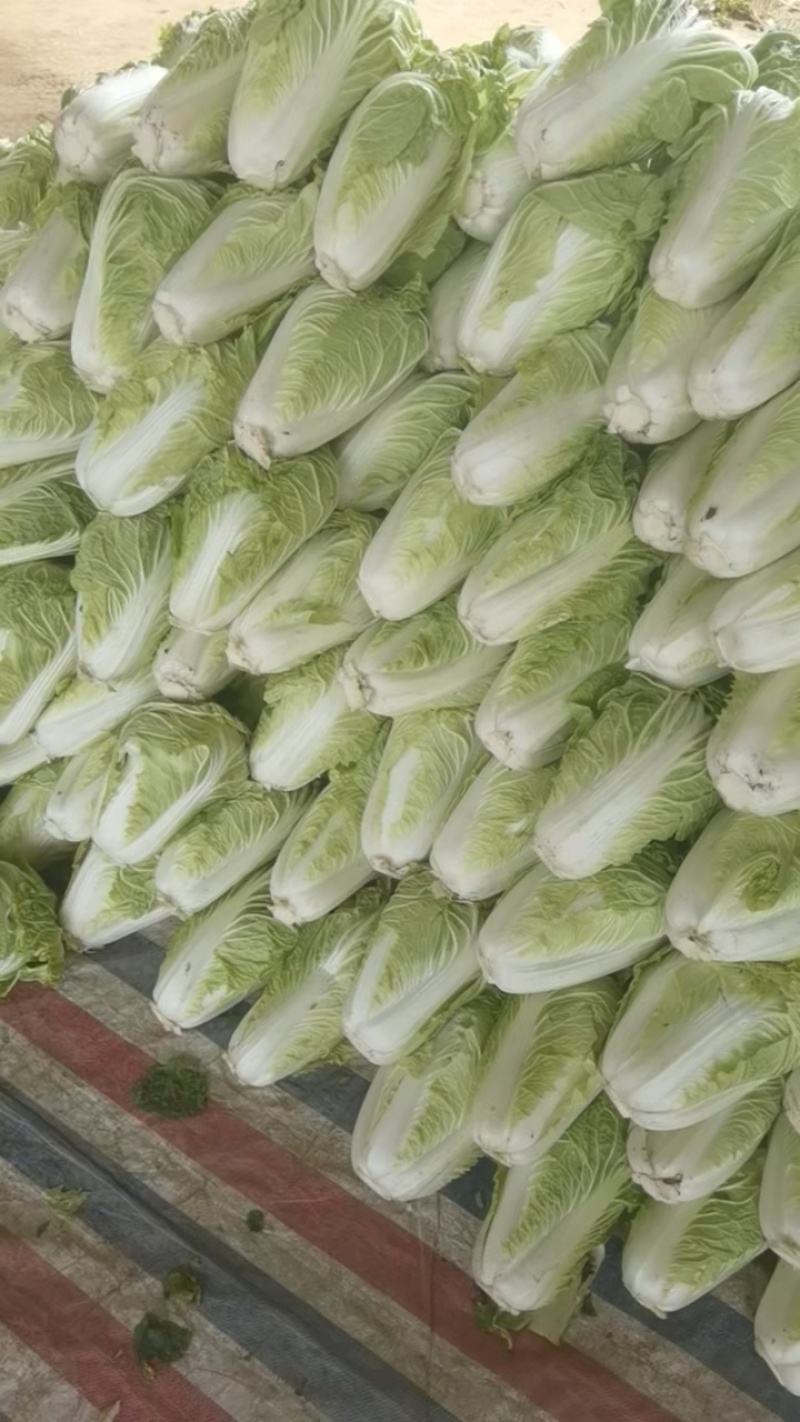 开封精品白菜，大量供应，市场，电商各种规格，欢迎来电
