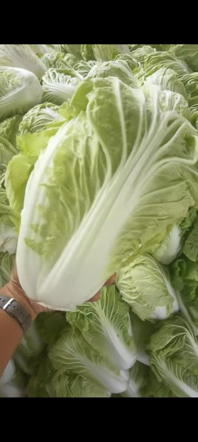 开封精品白菜，大量供应，市场，电商各种规格，欢迎来电