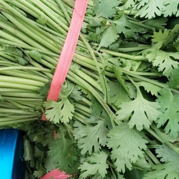 【铁杆香菜】山东潍坊基地直供质量保证货源充足全国发货
