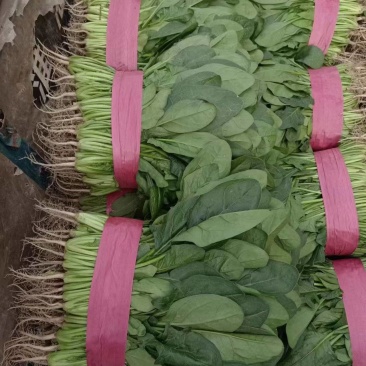 精品菠菜大量有货基地直发**各大电商市场超市