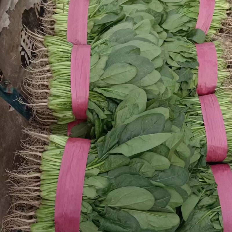 精品菠菜大量有货基地直发**各大电商市场超市