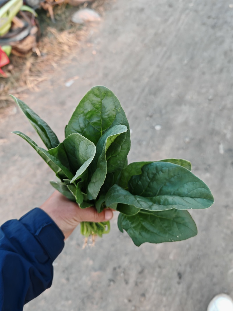 精品菠菜大量有货基地直发**各大电商市场超市