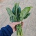 精品菠菜大量有货基地直发**各大电商市场超市