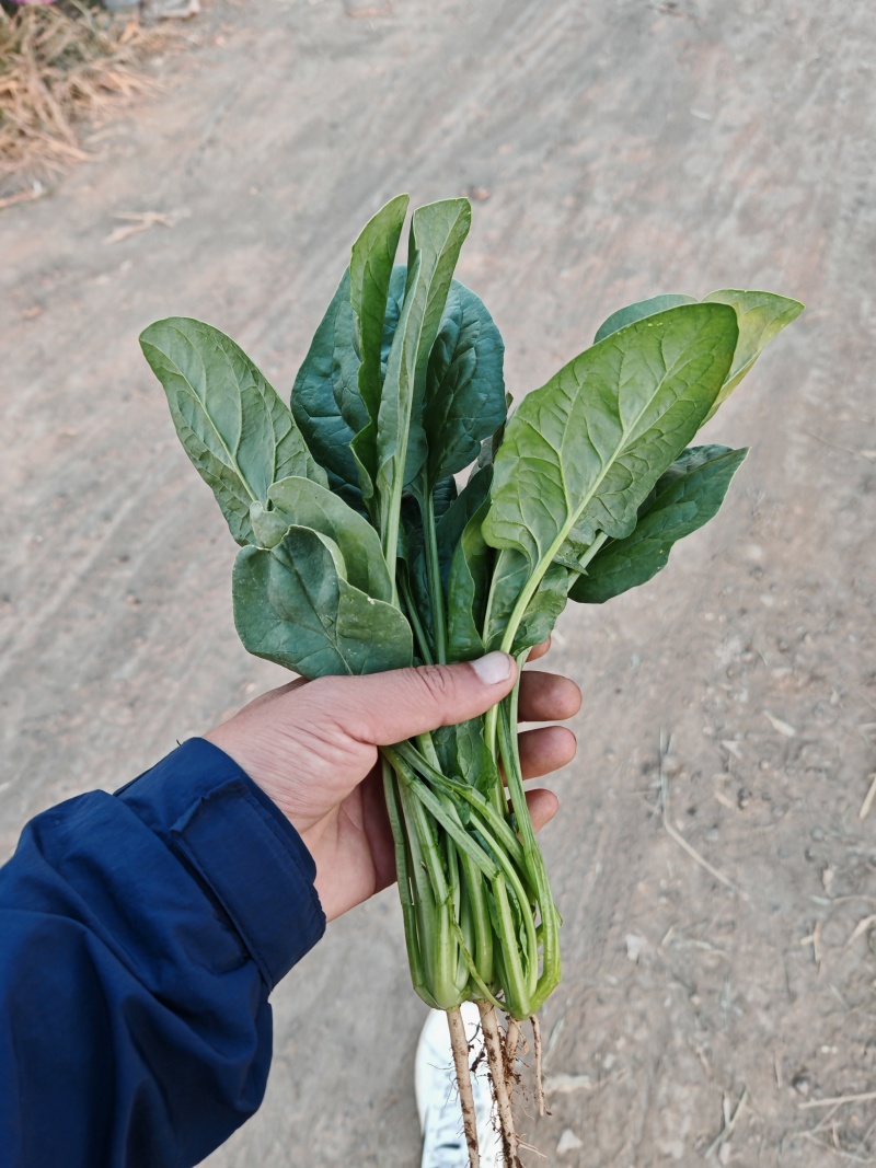 精品菠菜大量有货基地直发**各大电商市场超市