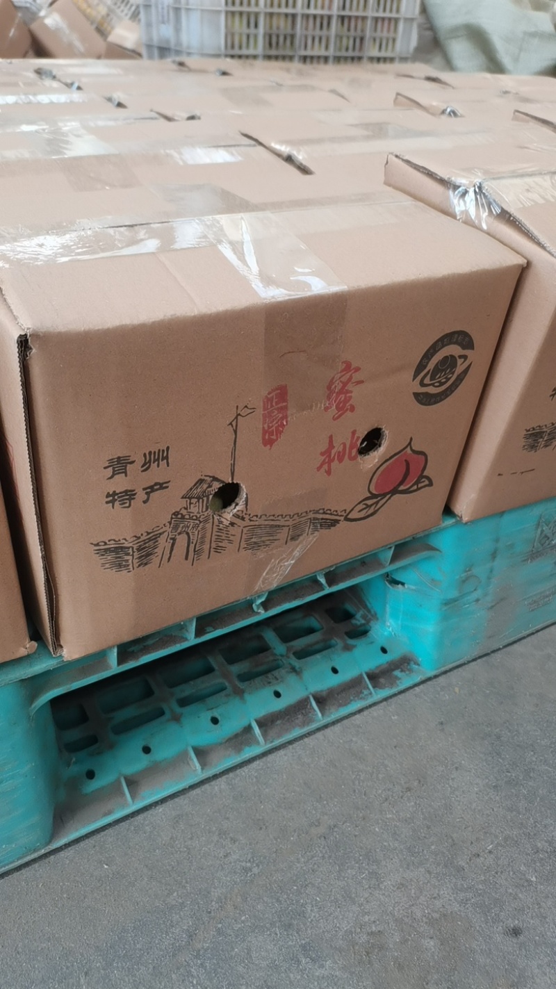 【山东】冬雪蜜桃半离核蜜桃大量供应万亩果园产地直供
