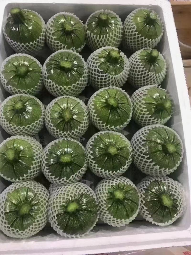 精品地雷小圆瓜