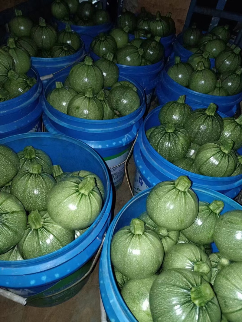 精品地雷小圆瓜