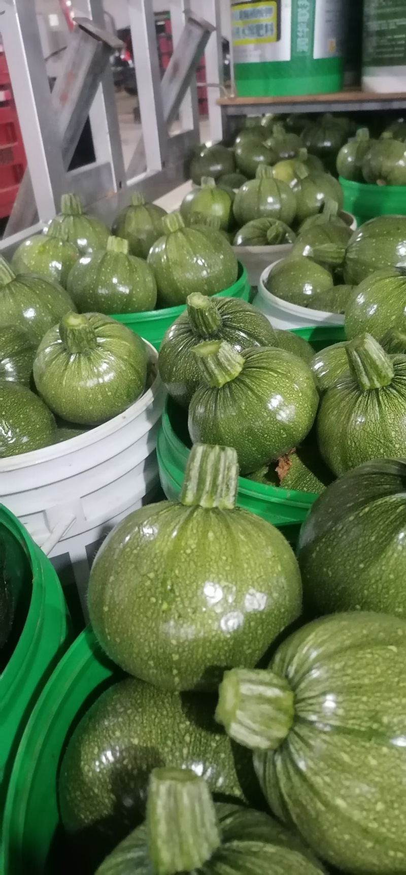 精品地雷小圆瓜