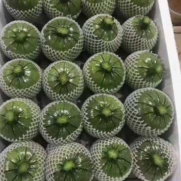 精品地雷小圆瓜