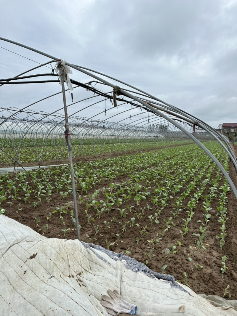 有40万斤