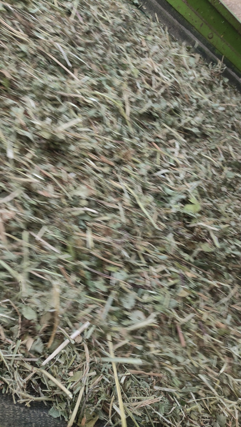 袋装花生秧叶子草，货量充足，全国发货价格随行就市欢迎致电