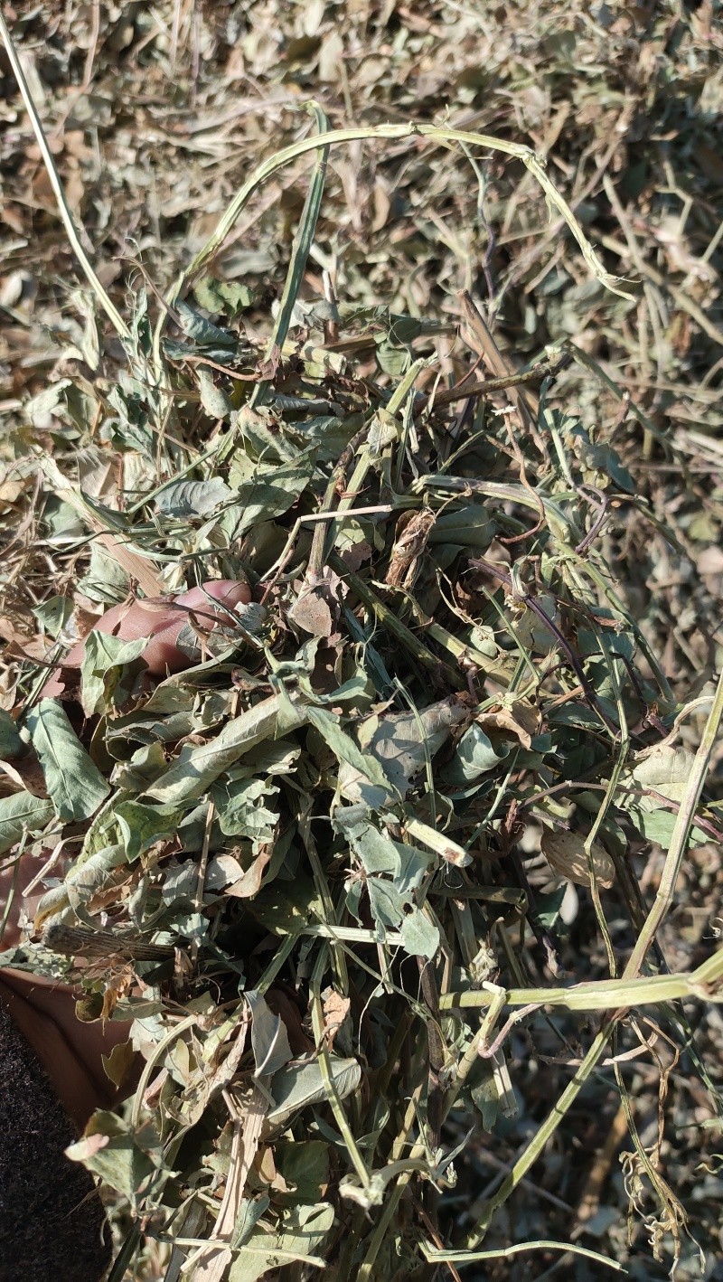 袋装花生秧叶子草，货量充足，全国发货价格随行就市欢迎致电