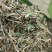 袋装花生秧叶子草，货量充足，全国发货价格随行就市欢迎致电